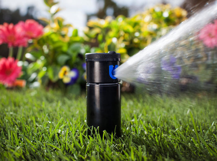 Close-up of a pop-up sprinkler head watering a lawn and flowers